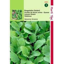 2 stuks - Raapstelen Groene