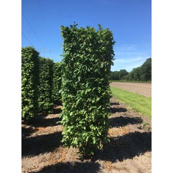 Carpinus betulus purpurea 250 cm