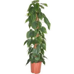 Philodendron 'Scandens' - XXL op mossstok - Pot 27cm - Hoogte 150-160cm