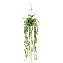 Cozy Ibiza - hangplant Ficus Pumila 2 stuks