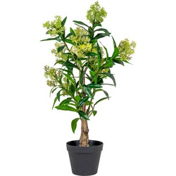 Skimmia Tree - Artificial plant, green, 75 cm