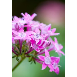 ESTAhome fotobehang star flower roze