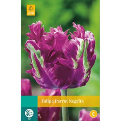 Tulipa Parrot Negrita, 5 bloembollen - JUB