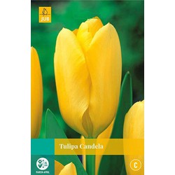 3 stuks - Tulipa Candela 8 bollen