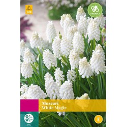 Muscari White Magic