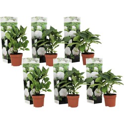 Hydrangea macrophylla - Wit - Set van 6 - Hortensia - Pot 9cm - Hoogte 25-40cm