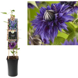 3 stuks - Klimplant Clematis Multi Blue 75 cm - Van der Starre