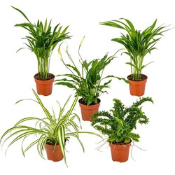 Floraya - Mix van 5 luchtzuiverende kamerplanten - ⌀12 cm - ↕35 cm