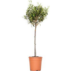 Olea europaea –  Olijfboom op stam –  Boom –  Winterhard - ⌀21 cm - ↕95-110 cm