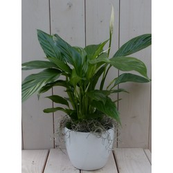 Löffelpflanze Spathiphyllum weißer Topf 40 cm Gärtner natürlich - Warentuin Natuurlijk