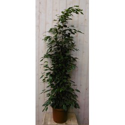 Kamerplant Ficus Donkergroen 160 cm