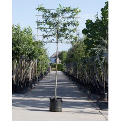 Amberboom als leiboom Liquidambar styraciflua h 340 cm st. omtrek 12 cm st. h 220 cm