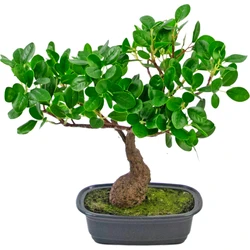 Hoyz Greenery - Kunstplant Bonsai Ficus 30 cm