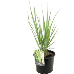 Panicum virgatum - Panicum northwind siergras - Pot 23cm - Hoogte 40-60cm