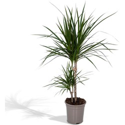 Hello Plants Dracaena Marginata Drakenbloedboom - Ø 17 cm - Hoogte: 70 cm - Palm Kamerpalm