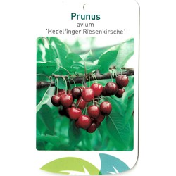 Prunus Avium Hedelfinger Riesenkirsche - Oosterik Home
