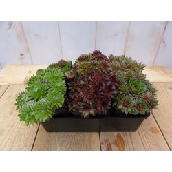 Sedum vetplanten zes stuks