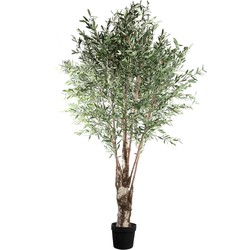 PTMD Tree Green olive tree in plastic pot
