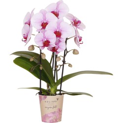 Kolibri Orchids | roze Phalaenopsis orchidee - Niagara Fall  - potmaat Ø9cm | bloeiende kamerplant - vers van de kweker