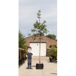 Gewone walnotenboom Juglans regia h 550 cm st. omtrek 19 cm st. hoogte 220 cm - Warentuin Natuurlijk