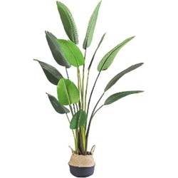 Kunstplant Blad Strelitzia Soft 220 cm - Buitengewoon de Boet