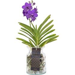 Vanda 'Bose' in vaas - Orchidee - Blauw - Hoogte 45cm