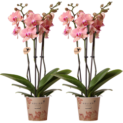 Kolibri Orchids I COMBI DEAL van 2 Phalaenopsis orchideeën - Pirate Picotee - potmaat Ø12cm | bloeiende kamerplant - vers van de kweker