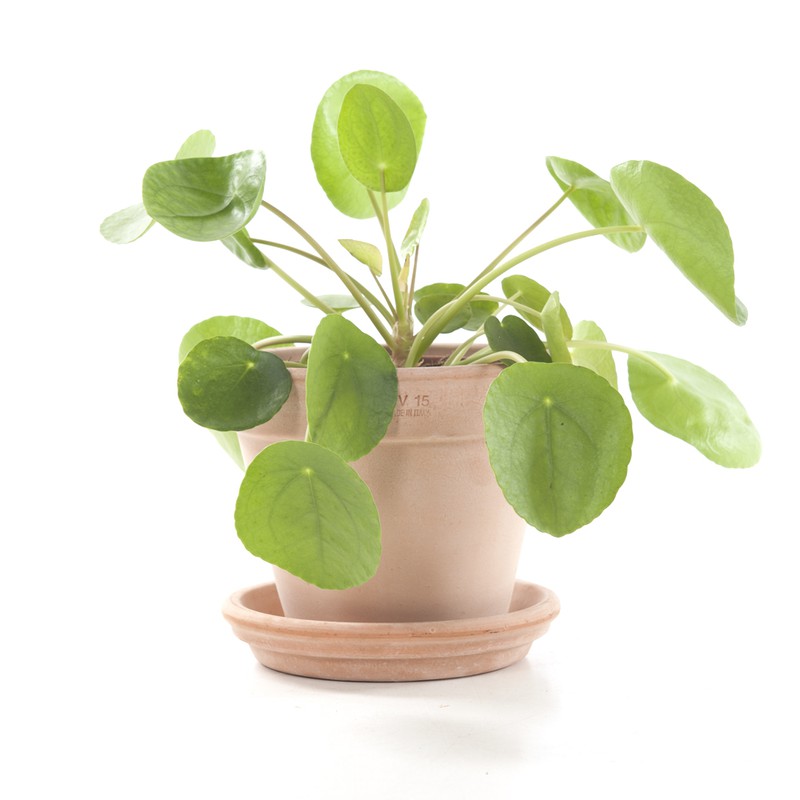 Pannenkoekenplant (Pilea peperomioides) incl. terracotta pot - 