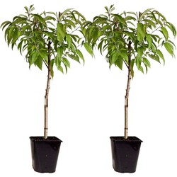 Prunus persica 'Bonanza' - Set van 2 - Dwergperzikboom - ⌀15cm - Hoogte 60-70cm