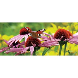 Vlinder bloem 130x50cm Tuinschilderij - Customize-it