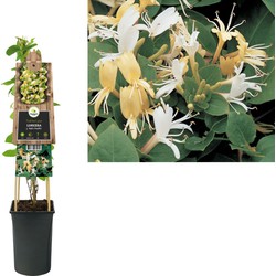 3 stuks - Klimplant Lonicera j. Hall s Prolific 75 cm - Van der Starre