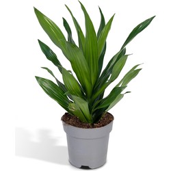 Hello Plants Dracaena Fragrans Groen Drakenboom - Ø 17 cm - Hoogte: 40 cm - Palm Kamerpalm