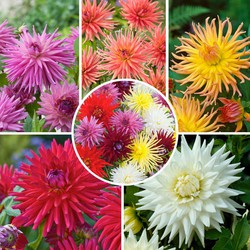 Dahlia Cactus - Dahliabollen - Mix van 5