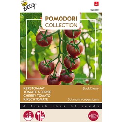 5 stuks - Saatgut Pomodori Black Cherry - Buzzy