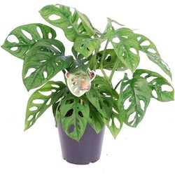 Monstera Monkey Mask - Rimpelgatenplant - kamerplant - Pot 12cm - Hoogte 25-30cm