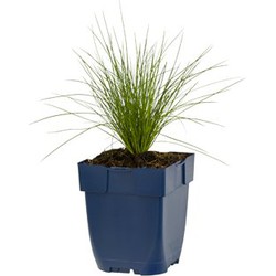 Festuca amethystina