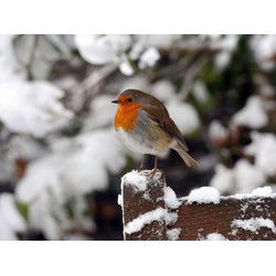 Tuinschilderij roodb sneeuw 130x70