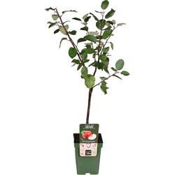 Hello Plants Malus Domestica Roter Boskoop Appelboom - Fruitboom - Ø 23 cm - Hoogte: 100 cm