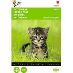 5 stuks - Kattengras Gerst