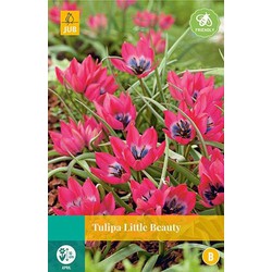 5 stuks - Tulipa Little Beauty 8 bollen