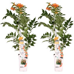 Hello Plants Campsis Tagliabuana Indian Summer Trompetklimmer - Klimplant - 2 Stuks - Ø 15 cm - Hoogte: 65 cm