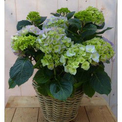 Hortensia in een mand blauw