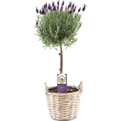 Lavandula stoechas 'Anouk' - Lavendelboom in mand - Pot 15cm - Hoogte 45-55cm