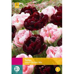 2 stuks Tulipa Sweet Desire mix 12 bollen