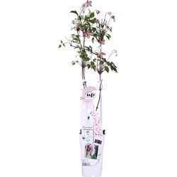 Hello Plants Clematis Montana Fragrant Bosrank - Klimplant - Ø 15 cm - Hoogte: 65 cm