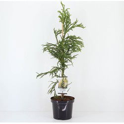 Cryptomeria jap rasen 95 cm