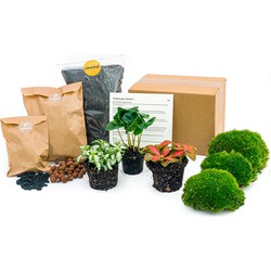 URBANJNGL - Planten terrarium pakket - Coffea Arabica - 3 terrarium planten - Navul & Startpakket DIY terrarium - Mini ecosysteem plant