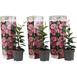 Mandevilla - Set van 3 - Dipladenia sanderii 'Rio Pink' - Hoogte 25-40cm - ⌀9cm