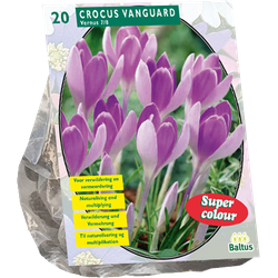 Crocus Vanguard per 20 bloembollen