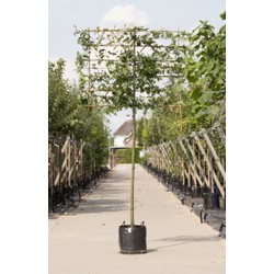 Moeraseik als leiboom Quercus palustris h 300 cm st. omtrek 10 cm st. h 180 cm